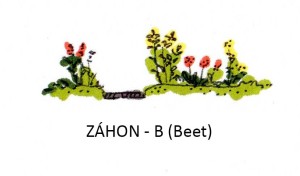 záhon